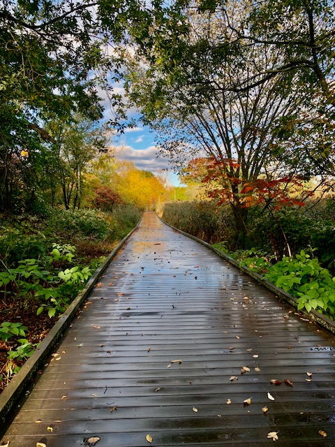 sunlit pathway