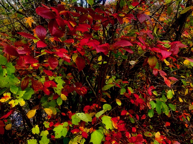 red fall leaves