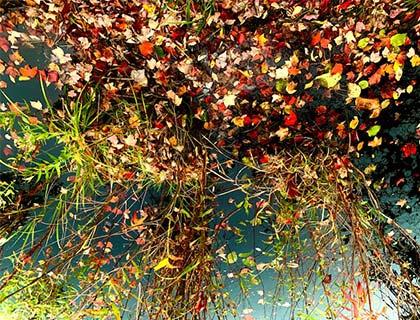 fall-leaves-tall-grass