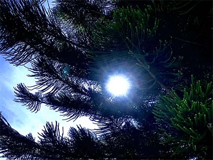 sun-shining-through-tree