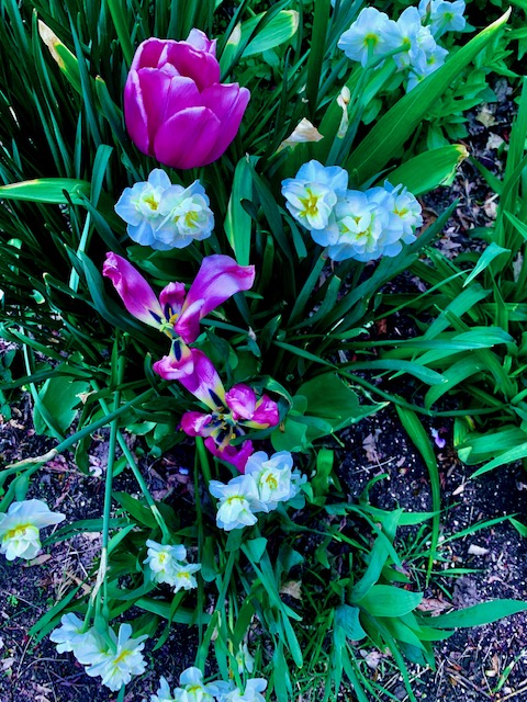 flowers