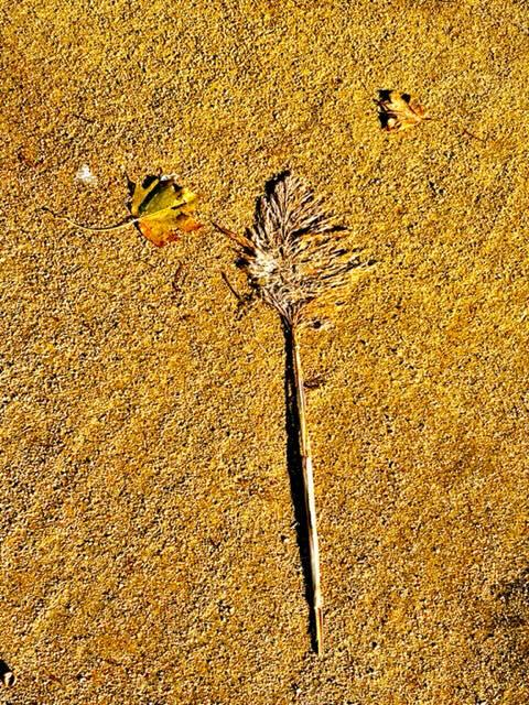 dried leaf on ground