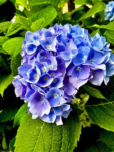 manifest-hydrengas bluish purple hydrenga