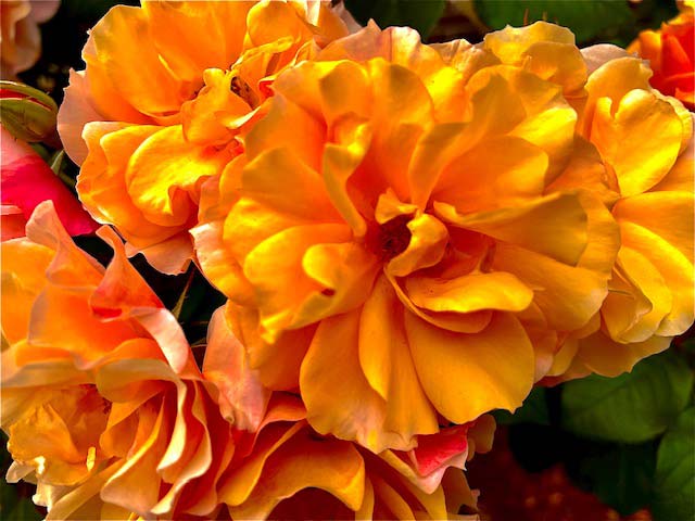 orange-flowers