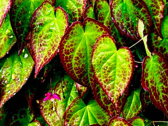 red-green-leaves