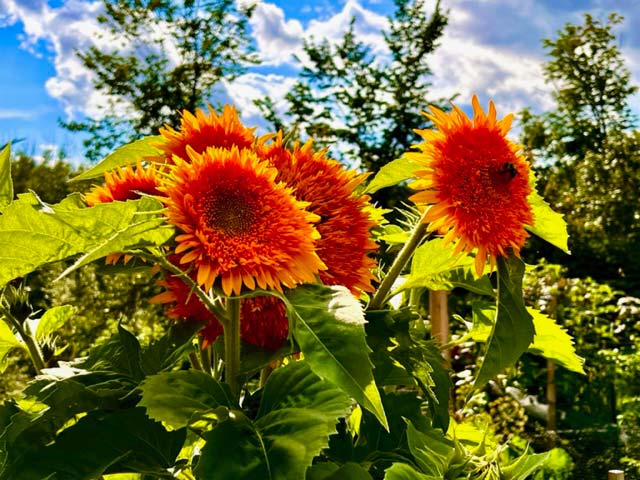 sunflowers