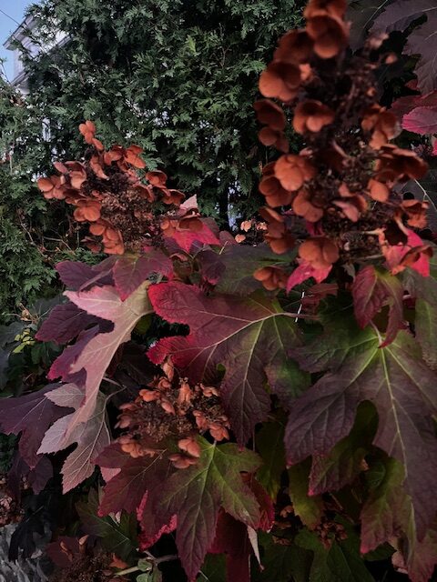 burgundy foliage